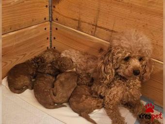 Ράτσα: Γκόλντεν Ριτρίβερ - Golden Retriever | Ηλικία: 2,5 μηνών | Φύλο: Αρσενικό | Αρ. Microchip: 54127890465 | Ιδιώτης | Εκπαιδευμένο | Περιοχή: Αττική